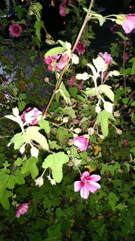 I've tried to included an overall picture as well as a close up of the leaves and the flowers. Plant Identification: CLOSED: Pink Flowering Shrub, 1 by ...