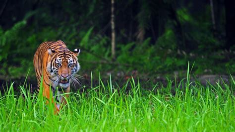 Harimau Sumatera Kurus Dan Makan Rumput Newsrtv