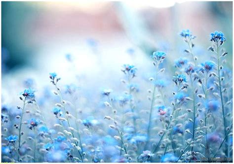 Blue Flower Background Tumblr Wallpapers Gallery