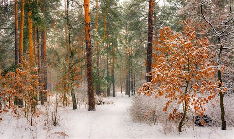 Path In A Wintry Forest Ukraine By Mykhailo Sherman On 500px E