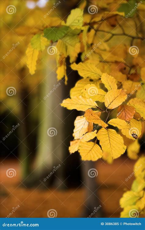Autumn Tree Branch Stock Image Image Of Forest Scenery 3086385