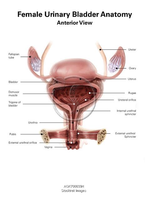 Anatomy Of Female Urinary Bladder Anterior View With Labels