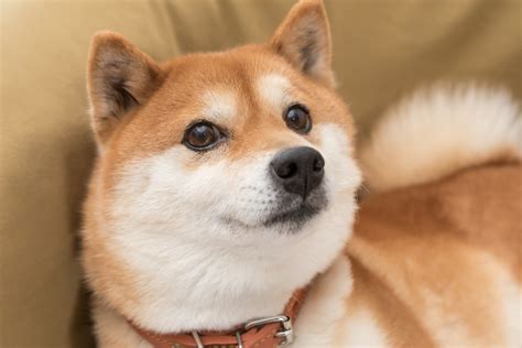 Shiba Inu Buy Sell Or Hold In 2023 The Motley Fool