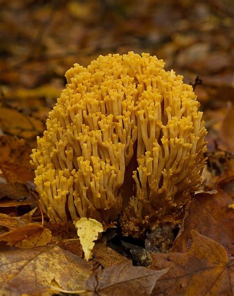 Stuffed Mushrooms Coral Photo
