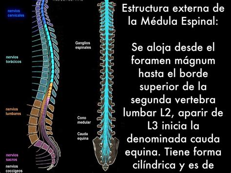 Médula Espinal ¿qué Es Características Importancia Y Mucho Más