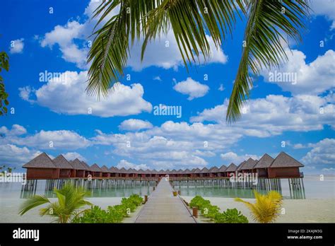 Panoramic Landscape Of Maldives Beach Palm Leaves Tropical Panorama