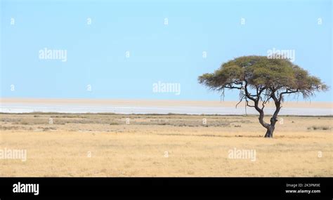 Solitary Acacia Tree Stands Alone On The Edge Of The Etosha Pan