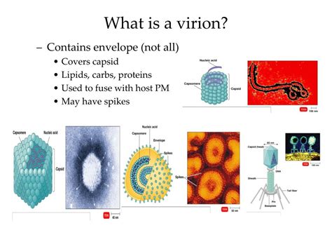 Ppt Viruses Viroids And Prions Powerpoint Presentation Free