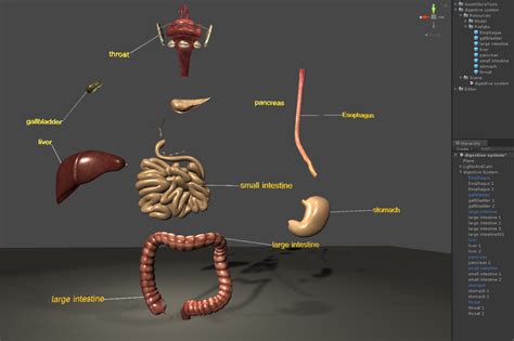 Torso Model Digestive System