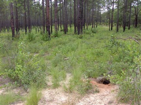 Gopher Tortoise Quest For The Longleaf Pine Ecosystem