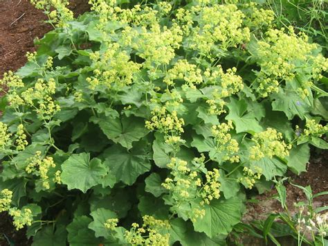 How To Grow And Care For Ladys Mantle Alchemilla World Of