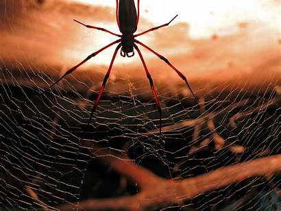 Spider 1080p Wallpapers Ragno Spinnennetz Spinne Dem