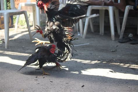 Cock Fight All About Photo