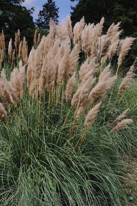 13 terrific tall grasses hgtv