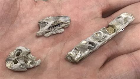 Scientists Finally Crack Tiny Fossil Mystery
