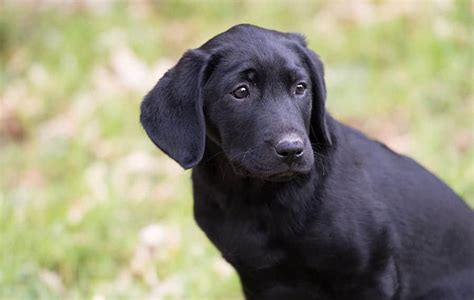 The dog name is sure to be used frequently in public, so you might think twice about calling. Black Dog Names - The Ultimate List 150+ Awesome Names