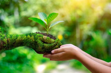 Acciones Para Cuidar El Medio Ambiente Desde Casa Blog Equilíbrate