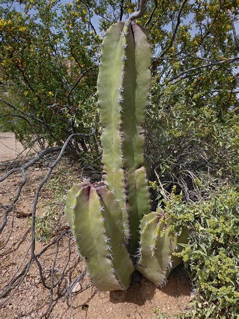 Senita Cactus Red Tanks Tinaja And Senita Basin Organ Pipe Cactus