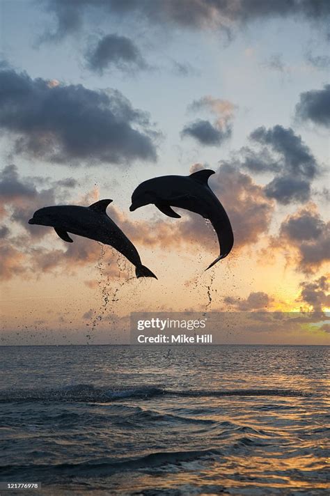 Common Bottlenose Dolphins Leaping Out Of Water At Sunset Honduras High