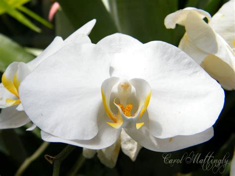 Carol Mattingly Photography White Orchid