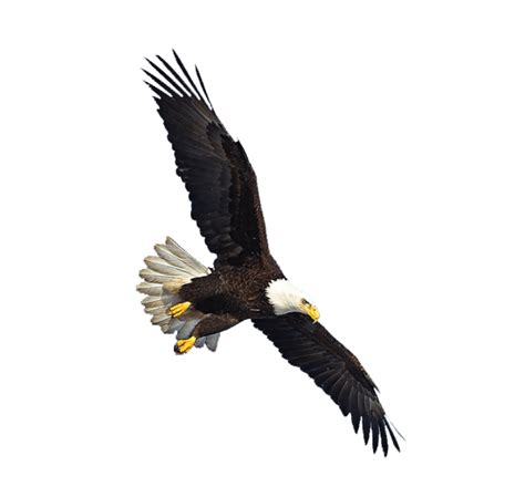 Us Eagle Flying Transparent Png Stickpng
