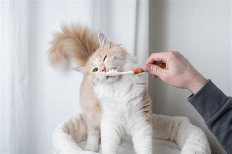 Cuidado De Los Dientes Del Gato Cómo Y Por Qué Mis Animales