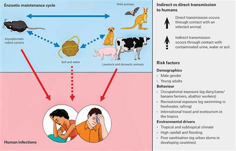 Leptospirosis In Humans Causes Prevention Symptoms Diagnosis And Treatment
