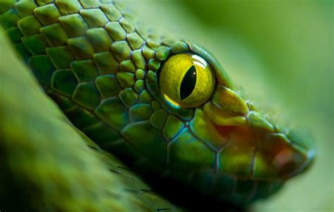 Wallpaper Green Snake Eyes Scales Images For Desktop Section