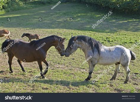 Two Horses In Love Stock Photo 79022494 Shutterstock