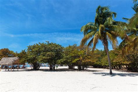 White Sand Beach In Cuba Stock Image Image Of Palm Tropical 60210797