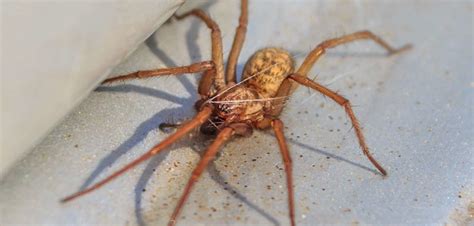 Minnesota Spiders That Bite What You Need To Know