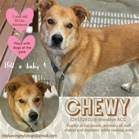 Gone 10182022 Chewy Must Love Dogs Saving Nyc Dogs
