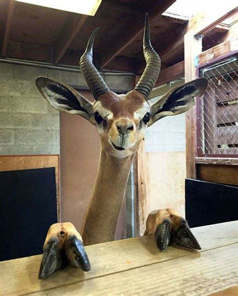 Gerenuk Funny Funny Wild Animals Funny Animal Pictures Funny Animal