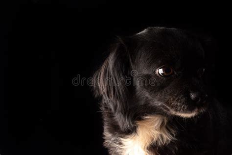 Portrait Of A Small Black And White Dog With Black Background Low Key