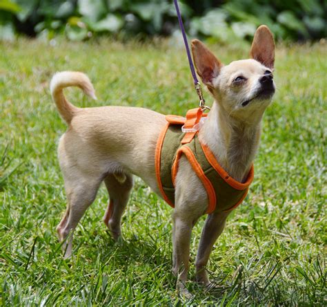 The Dog Geek Product Review Dog101 Body Harness
