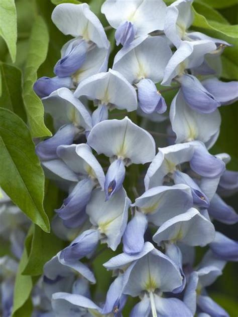 And chinese wisteria (w alternative title: Wisteria sinensis Seeds £4.45 from Chiltern Seeds ...