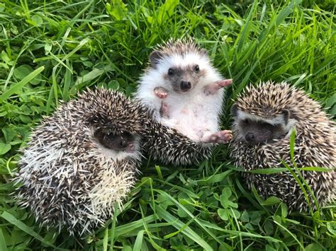 Gorgeous African Pygmy Hedgehogs Rodent For Sale Price