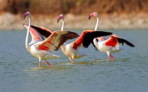 Flamingo Birds Free HD Wallpapers And Bio - Everything 4u