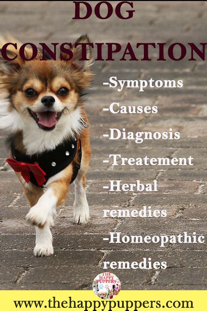 Dog Constipation The Complete Guide The Happy Puppers