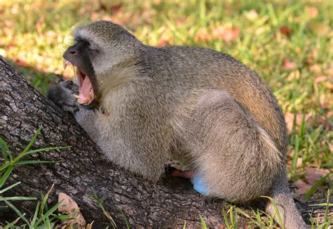 Teethy Yawn Of A Male Vervet Monkey Blue Balls Monkey A Photo On