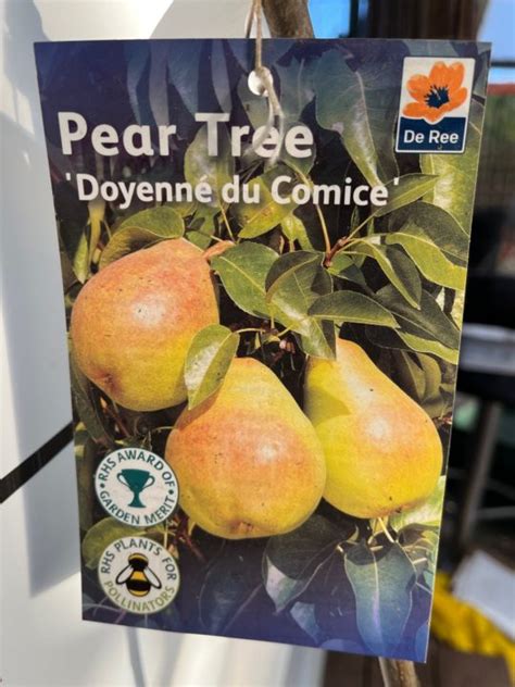 Pear Tree Doyenne Du Comice Pyrus Communis 15m Tall Newgate