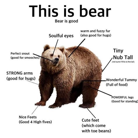 This Is Bear Bear Is Good Proper Anatomy Bear Funny Bears Bear