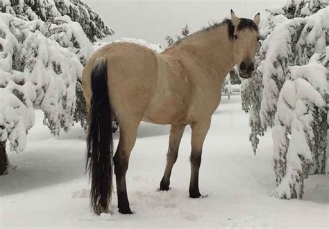 Denn schon im alten westen wurde das buckskin pony wegen seiner kräftigen gliedmaßen und eisenharten hufe sowie der fähigkeit. PRE Wallach 7 Jahre, Buckskin, 1,67 | Pferde