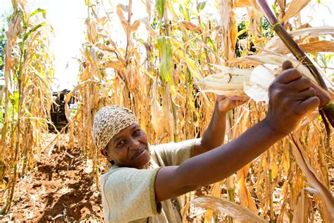 Us Groups Invest Billions In Industrial Ag In Africa Experts Say Its Not Ending Hunger Or