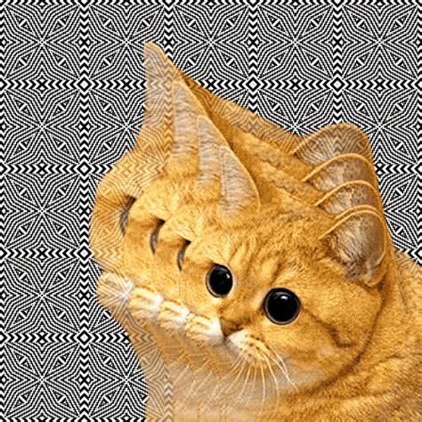 The perfect pop cat animated gif for your conversation. Cat GIF - Find & Share on GIPHY