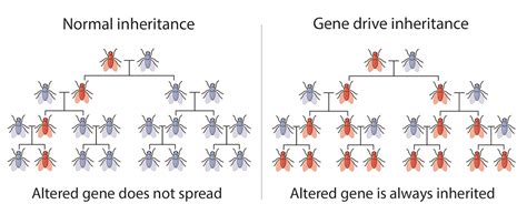 How Do Gene Drives Work Ask A Biologist