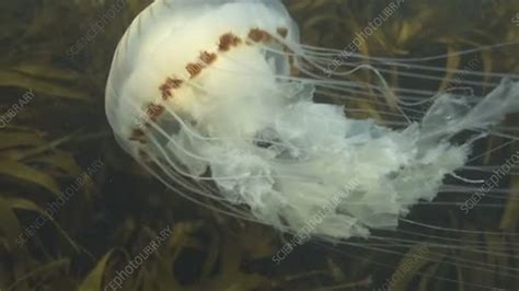 Compass Jellyfish Stock Video Clip K0073333 Science Photo Library