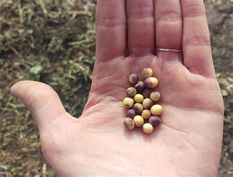 Cercospora Purple Seed Stain and Blight in Some Nebraska Fields ...