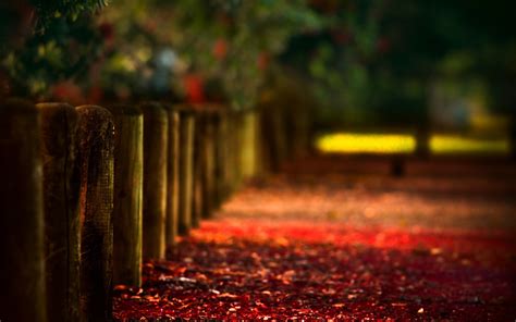Download nature background stock photos. path, Blurred, Fence, Wood, Depth Of Field, Bokeh, Leaves ...
