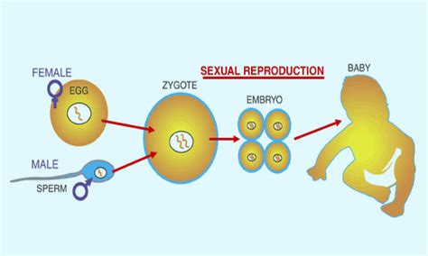 advanced biology blog the 7 criteria for life